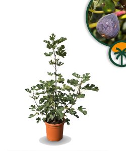 Ficus Carica (Higuera) – Figuier en forme d'arbuste, pot de 18 litres, vigoureux et sain, idéal pour le jardin ou le balcon