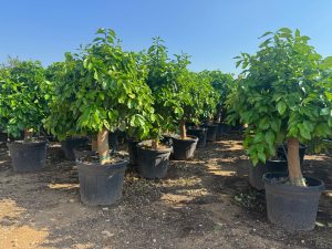 Pamplemousse – 30 ans – Citrus Paradisi – Plante d'agrumes – 180 cm – Agrumes