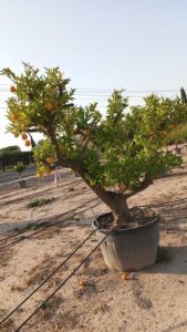 Oranger, ramifié, âgé de 50 ans – Citrus sinensis, circonférence du tronc 70-80 cm, hauteur 240 cm pot compris – Agrumier