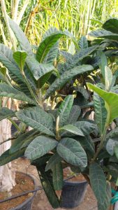 Nèfle du Japon (Eriobotrya japonica) – 220 cm – Arbre fruitier exotique résistant au froid pour le jardin et la terrasse