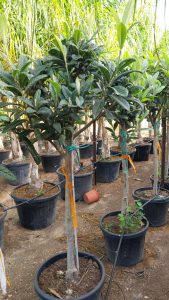 Nèfle du Japon (Eriobotrya japonica) – 220 cm – Arbre fruitier exotique résistant au froid pour le jardin et la terrasse