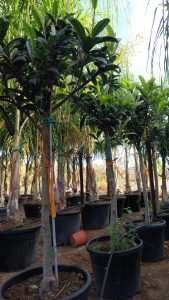 Nèfle du Japon (Eriobotrya japonica) – 220 cm – Arbre fruitier exotique résistant au froid pour le jardin et la terrasse