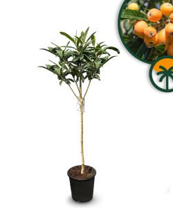 Nèfle du Japon (Eriobotrya japonica) – 160 cm – Arbre fruitier exotique résistant au froid pour le jardin et la terrasse