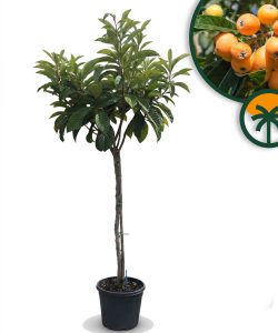 Nèfle du Japon (Eriobotrya japonica) – 220 cm – Arbre fruitier exotique résistant au froid pour le jardin et la terrasse