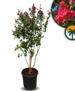 Lagerstroemia indica (lilas des Indes) – Multi-troncs – 200 cm – Conteneur de 55 litres – Fleurs rouges – Arbuste ornemental exotique résistant au froid pour le jardin et la terrasse