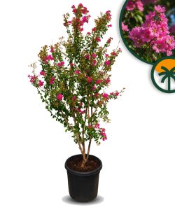Lagerstroemia indica (lilas des Indes) – Multi-troncs – 200 cm – Conteneur de 55 litres – Fleurs roses – Arbuste ornemental exotique résistant au froid pour le jardin et la terrasse