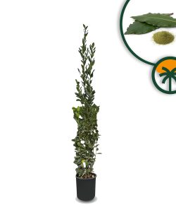 Laurus Nobilis - Laurus Nobilis - Arbuste à feuilles persistantes - 160 cm - Résistant à l'hiver - Pot de 10 l - Plante en pot de qualité supérieure pour jardin et terrasse - Laurier aromatique