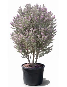 Leucophyllum fruticans – C150L – 200 cm – Arbuste méditerranéen, feuillage gris argenté, fleurs violettes, résistant au froid jusqu'à -5 °C, facile d'entretien, pour le jardin et la terrasse