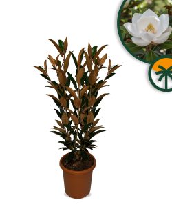 Magnolia Grandiflora Alta - 110-120 cm - Magnolia - Fleurs blanches - Plante de jardin - Arbre d'alignement étroit - Résistant au froid