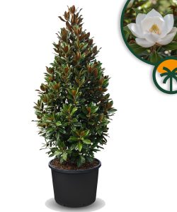 Magnolia Grandiflora « Gallisoniensis » - 240 cm - Magnolia - Fleurs blanches - Plante de jardin - Arbre d'alignement étroit - Résistant au froid