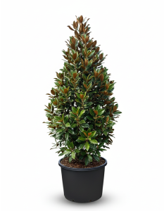 Magnolia Grandiflora « Gallisoniensis » - 240 cm - Magnolia - Fleurs blanches - Plante de jardin - Arbre d'alignement étroit - Résistant au froid