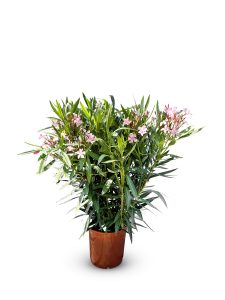 Laurier-rose – Nerium oleander – Couleur rose – Hauteur 80–100 cm – Plante d’extérieur – Persistante en hiver