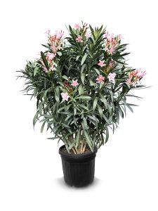 Laurier-rose – Nerium oleander – Couleur rose – Hauteur 140–160 cm – Plante d’extérieur – Persistante en hiver