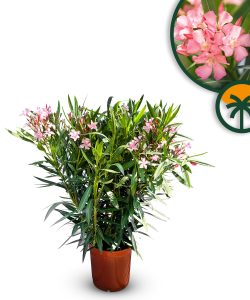 Laurier-rose – Nerium oleander – Couleur rose – Hauteur 80–100 cm – Plante d’extérieur – Persistante en hiver