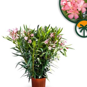 Laurier-rose – Nerium oleander – Couleur rose – Hauteur 80–100 cm – Plante d’extérieur – Persistante en hiver