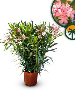 Laurier-rose – Nerium oleander – Couleur rose – Hauteur 100–120 cm – Plante d’extérieur – Persistante en hiver