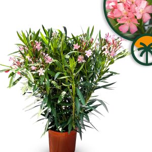 Laurier-rose – Nerium oleander – Couleur rose – Hauteur 100–120 cm – Plante d’extérieur – Persistante en hiver