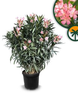 Laurier-rose – Nerium oleander – Couleur rose – Hauteur 140–160 cm – Plante d’extérieur – Persistante en hiver