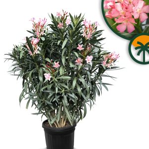 Laurier-rose – Nerium oleander – Couleur rose – Hauteur 140–160 cm – Plante d’extérieur – Persistante en hiver