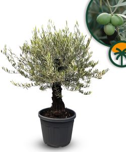 Olivier Olea Europaea Picual Mini Pata », 170 cm, avec pot, arbre méditerranéen pour balcon et jardin