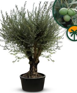 Olivier ramifié - Olea Europaea - Bonsaï d’olivier résistant à l’hiver 250 cm - Olivier âgé de 100 ans - Fruitifère