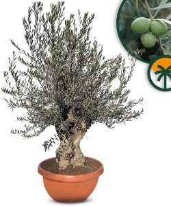 Olivier Olea Europaea Bonsaï résistant au froid 200 cm Olivier 80 ans fruité