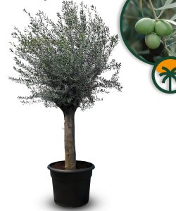 Olivier Olea Europea - Olivier résistant au froid de 240 cm - Olivier de 50 ans - Portant des fruits - À feuilles persistantes - Résistant à l'hiver jusqu'à -18 ans