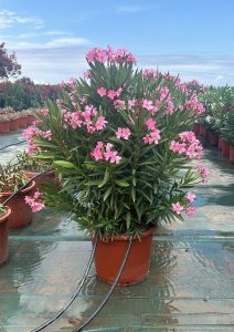 Laurier-rose – Nerium oleander – Couleur rose – Hauteur 140–160 cm – Plante d’extérieur – Persistante en hiver