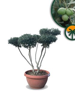 Pompon d'olivier Olea europaea – 15 ans, 170 cm de haut dans un pot déco, résistant à l'hiver, sphérique