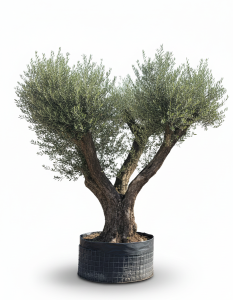 Olea Europaea Lechin Olivier Pompon – 80 ans – 240 cm de haut – circonférence du tronc 80/100 cm – qualité supérieure – résistant au froid – arbre de jardin méditerranéen