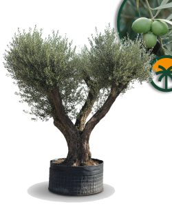 Olea Europaea Lechin Olivier Pompon – 80 ans – 240 cm de haut – circonférence du tronc 80/100 cm – qualité supérieure – résistant au froid – arbre de jardin méditerranéen