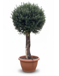 Olivier Olea Europea résistant au froid en forme de boule 200 cm dans un pot déco, olivier vieux de 45 ans, porte des fruits, à feuilles persistantes, rustiques jusqu'à -18 ans