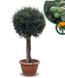Olivier Olea Europea résistant au froid en forme de boule 200 cm dans un pot déco, olivier vieux de 45 ans, porte des fruits, à feuilles persistantes, rustiques jusqu'à -18 ans