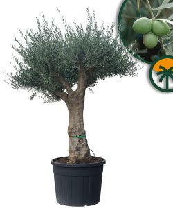 Olivier ramifié – Olea Europaea Koroneiki – 130 L – Tronc lisse – hauteur env. 220 cm