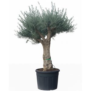 Olivier ramifié – Olea Europaea Koroneiki – 130 L – Tronc lisse – hauteur env. 220 cm