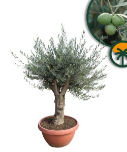Olea Europea - Olivier résistant au froid - 180 cm dans un pot décoratif - Olivier âgé de 45 ans - Fruitier - À feuilles persistantes - Résistant au froid jusqu'à -18 °C