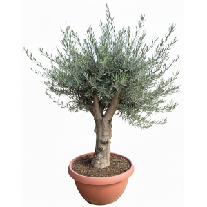 Olea Europea - Olivier résistant au froid - 180 cm dans un pot décoratif - Olivier âgé de 45 ans - Fruitier - À feuilles persistantes - Résistant au froid jusqu'à -18 °C