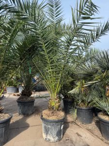Palmier dattier des Canaries Phoenix canariensis - Plante robuste et facile d'entretien pour l'intérieur et l'extérieur, hauteur 270 cm