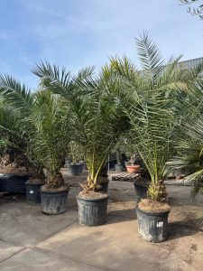 Palmier dattier des Canaries Phoenix canariensis - Plante robuste et facile d'entretien pour l'intérieur et l'extérieur, hauteur 270 cm