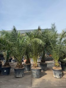 Palmier dattier des Canaries Phoenix canariensis - Plante robuste et facile d'entretien pour l'intérieur et l'extérieur, hauteur 270 cm