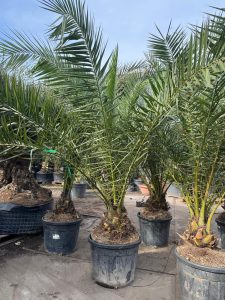 Palmier dattier des Canaries Phoenix canariensis - Plante robuste et facile d'entretien pour l'intérieur et l'extérieur, hauteur 270 cm