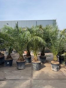 Palmier dattier des Canaries Phoenix canariensis - Plante robuste et facile d'entretien pour l'intérieur et l'extérieur, hauteur 270 cm