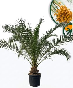 Palmier dattier des Canaries Phoenix canariensis - Plante robuste et facile d'entretien pour l'intérieur et l'extérieur, hauteur 270 cm