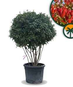 Photinia Fraseri Red Robin – Arbre parachute à plusieurs troncs – 220 cm – Persistant, résistant au froid, plante de jardin et en pot haut de gamme