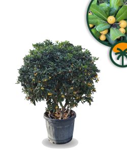 Laurier australien Pittosporum tobira – Arbuste ornemental à feuilles persistantes – Résistant au froid jusqu'à −10 °C – 150 cm, pot compris – Idéal pour le jardin, les haies et les bacs