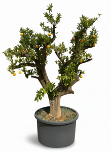 Oranger, ramifié, âgé de 50 ans – Citrus sinensis, circonférence du tronc 70-80 cm, hauteur 240 cm pot compris – Agrumier
