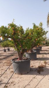 Oranger, ramifié, âgé de 50 ans – Citrus sinensis, circonférence du tronc 70-80 cm, hauteur 240 cm pot compris – Agrumier