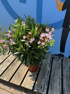 Laurier-rose – Nerium oleander – Couleur rose – Hauteur 80–100 cm – Plante d’extérieur – Persistante en hiver