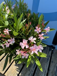 Laurier-rose – Nerium oleander – Couleur rose – Hauteur 100–120 cm – Plante d’extérieur – Persistante en hiver