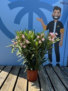 Laurier-rose – Nerium oleander – Couleur rose – Hauteur 100–120 cm – Plante d’extérieur – Persistante en hiver